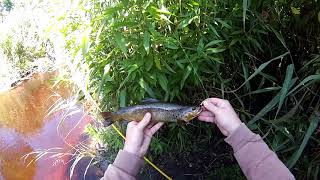 Small Brown Trout