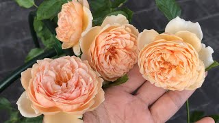 MASORA ROSE IN MALAYSIA (1st flush 1st year) | Little SQFT