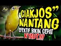 Ciak Joss Kecial Kuning NANTANG LAWAN Ampuh Pancing Bikin Cepat NYAUT‼️| PEPADU KECIAL