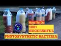 🔴 CARA MEMBUAT PHOTOSYNTHETIC BACTERIA | SIMPLE DIY (PSB) PHOTOSYNTHETIC BACTERIA AT HOME