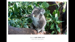 [Sydney] Koala at Taronga Zoo