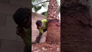 How to skin a palm tree “the right way”