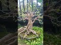 Bonsai Kimeng Setelah Pruning & Wiring #shorts #bonsai #dnsartventure