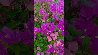 তিন মিনিটে টাকা পাবেন এই আমলটা করুন #on_amol_life #shortvideo #flowers