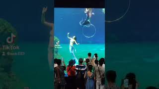 遠雄海洋公園(美人魚)開頭嘻鬧的美人魚