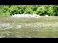 Pelican Synchronized Swimming