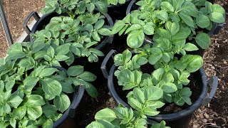 Growing potatoes in containers