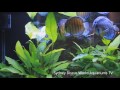 premium wild discus fish for sale hd