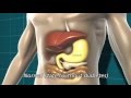 Diabetes and the body | Diabetes UK Diabetes and the body | Diabetes UK