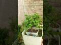 How is My Simple and Beautiful Jade Plant Bonsai #shorts