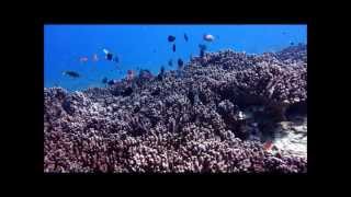 2012-4-小琉球潛水- scuba diving - Little Liuqiu in taiwan