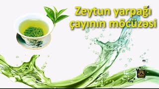 Zeytun yarpağı çayının möcüzəsi