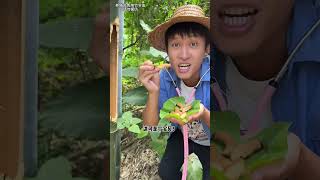 The bugs here are a baby | Chinese Mountain Forest Life and Food #Moo Tik Tok#FYP