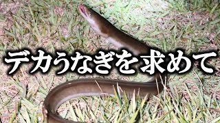 【リベンジ】中川うなぎ釣り