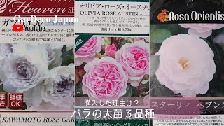 バラの大苗３品種！購入した理由は…？【無農薬栽培】