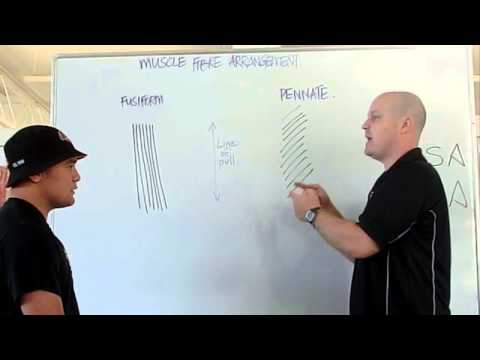 What is the function of Multipennate muscle?