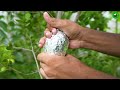 🌿great method of propagation lemon tree by air layering using aluminum foil paper