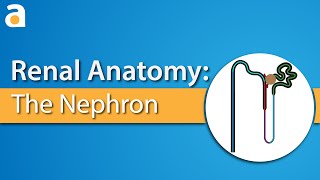 Renal Anatomy: The Nephron