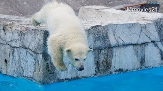 出た！トリプルダイブ！~Polar Bears