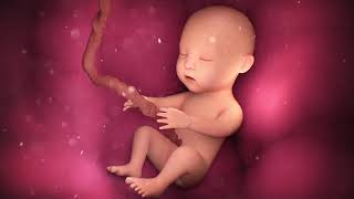 העובר מודע למתרחש סביבו - הרב זמיר כהן | Fetal Awareness - Rabbi Zamir Cohen