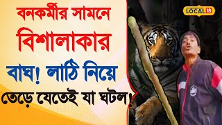 Viral Video |  বনকর্মীর সামনে বিশালাকার বাঘ! লাঠি উঁচিয়ে তেড়ে ‌যেতেই...  | Bangla News | #local18