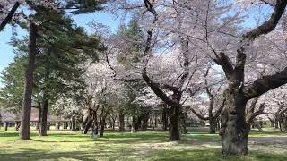 小金井公園の桜。2022年4月1日。