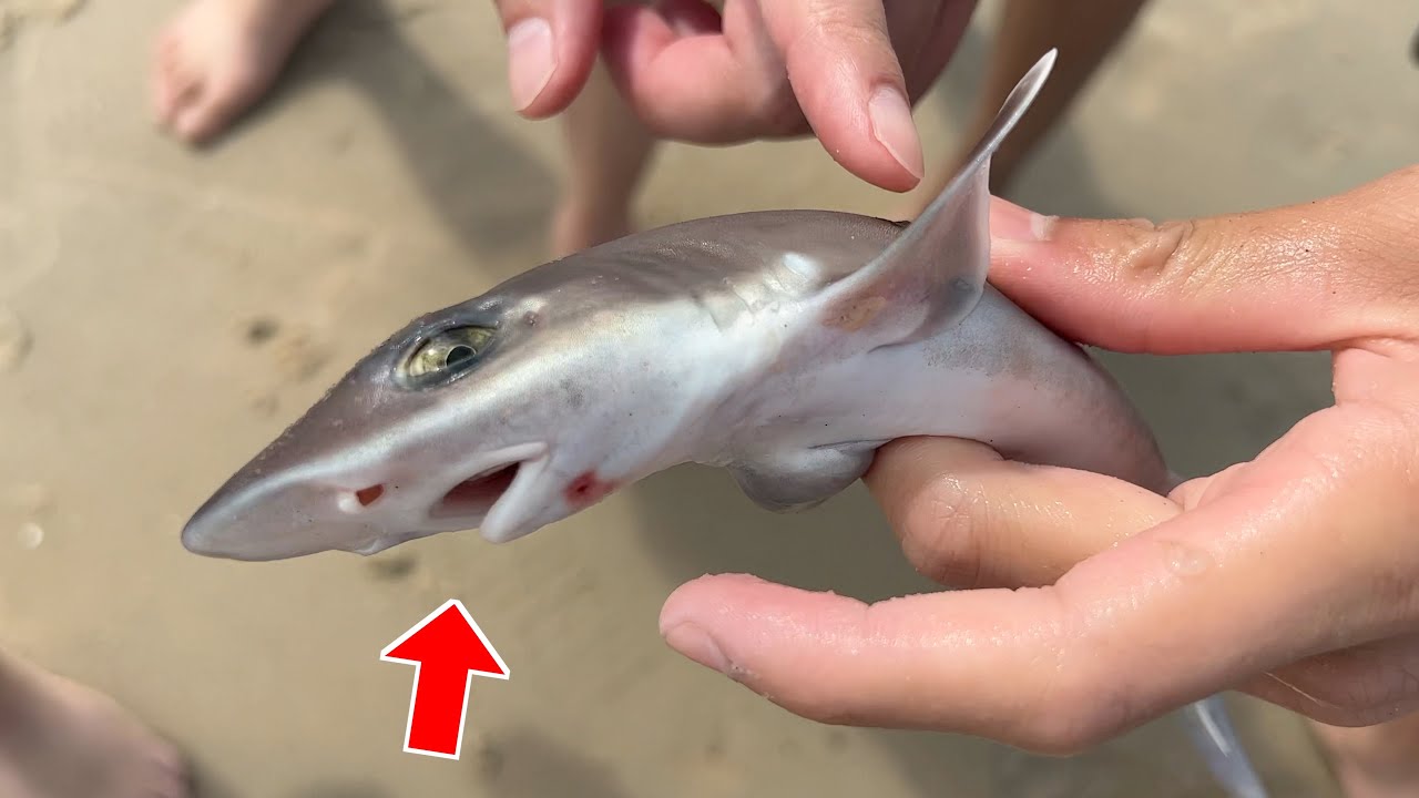 We Went Beach Fishing and Caught EVERYTHING BUT FISH... (MYSTERIOUS CREATURES)