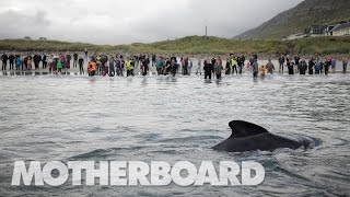 The Grind: Whaling in the Faroe Islands (Trailer)