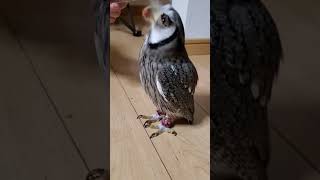 ふくろうのまったりとした食事の風景：Owl eating scenery.