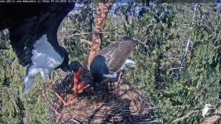 Melnais stārķis 2018/04/07~Male has arrived ~12h06