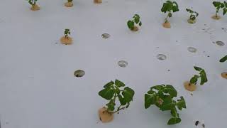 20191017 hydroponics potato tissue culture in vitro  plantlets  조직배양 감자식물체 양액재배 스마트팜 분무경  감자박사 임영석