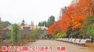 車イスで公園にくり出そう　大通公園  紅葉 2024.11