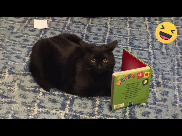 ёядгholding Your Laugh While Watching These Videoёяш Funny Cats Life Cat