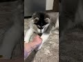 Animal Transformation💥 #short #tiktok #animals