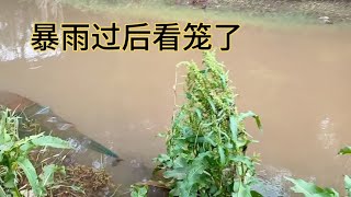 暴雨过后看笼了，龙虾笼  甲鱼笼一起看。