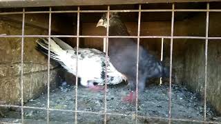 Madrasi pigeon Dr bijapur part -2