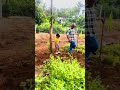 മണ്ണും മഴയും വെയിലും അറിഞ്ഞവർ വളരട്ടെ nature childhood home likes