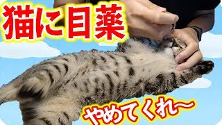 野良猫を保護して、目薬をしてあげた結果...