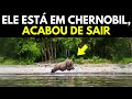 Esta foto chocou toda a Internet! Veja o que o drone descobriu na floresta de Chernobyl!