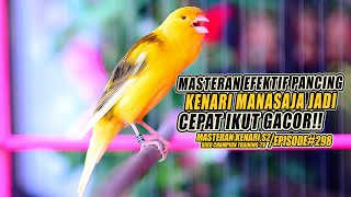 298 Masteran Suara Burung Kenari Gacor Panjang cuit cuit Ngerol untuk Pancingan Kenari S2