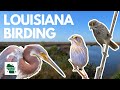 Birding in Louisiana Part 4 (Quest for 100 Species): Grand Isle and Coastal Forest