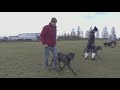 mielőtt kutyát vennél cane corso 7 fontos szempont mielőtt őt választanád dogcast tv