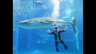 水族館で「メリークリスマス」＝大阪･海遊館