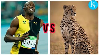 #shorts Usain Bolt vs cheetah 🐆 #usainbolt #k3factsfactory