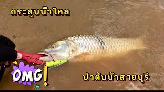 กระสูบน้ำไหล !! กัดเหยื่อผิวน้ำโคตรมัน !! EP36 #ธรรมชาติ #ตกกระสูบ #fishing