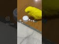 飼い主帰って来たのが嬉しくて言ってる意味が分からないインコ お喋りインコ ショート動画 セキセイインコ動画 ペット