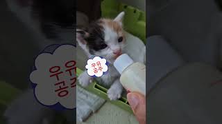 길냥이  꼬물이  삼둥이  입양완료 소식을 전하며~ 평생 잘부탁드립니다. #길냥이 #고양이