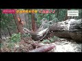 ⑬ a　ツガの玉切り　　　　　　　　　中村林業 奈良県