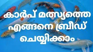 കാർപ് മത്സ്യത്തെ എങ്ങനെ ബ്രീഡ് ചെയ്യിക്കാം, carp fish breeding in malayalam