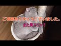 【成長日記】猫の平凡な日常 生後９ヶ月 【ブリティッシュショートヘア】